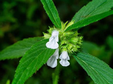 Leucas aspera plant 40151084 Stock Photo at Vecteezy