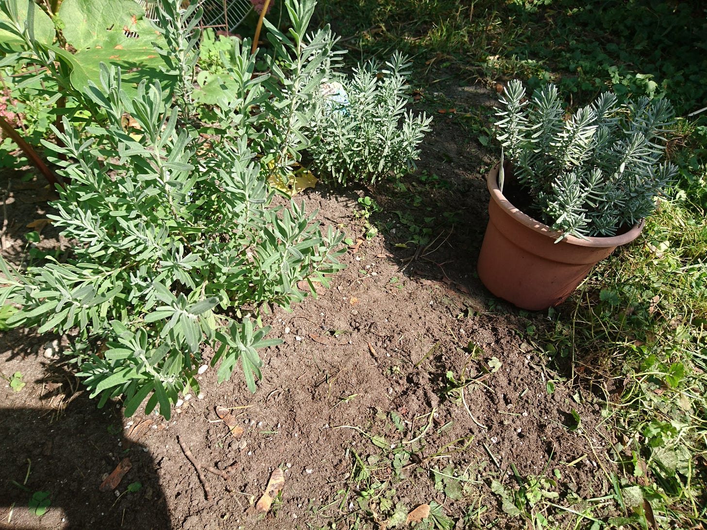 Lavender plants sit in the soil with rhubarb in the background. There is a smaller lavender plant in a pot to the right Lavender plants sit in the soil with rhubarb in the background. There is a smaller lavender plant in a pot to the right