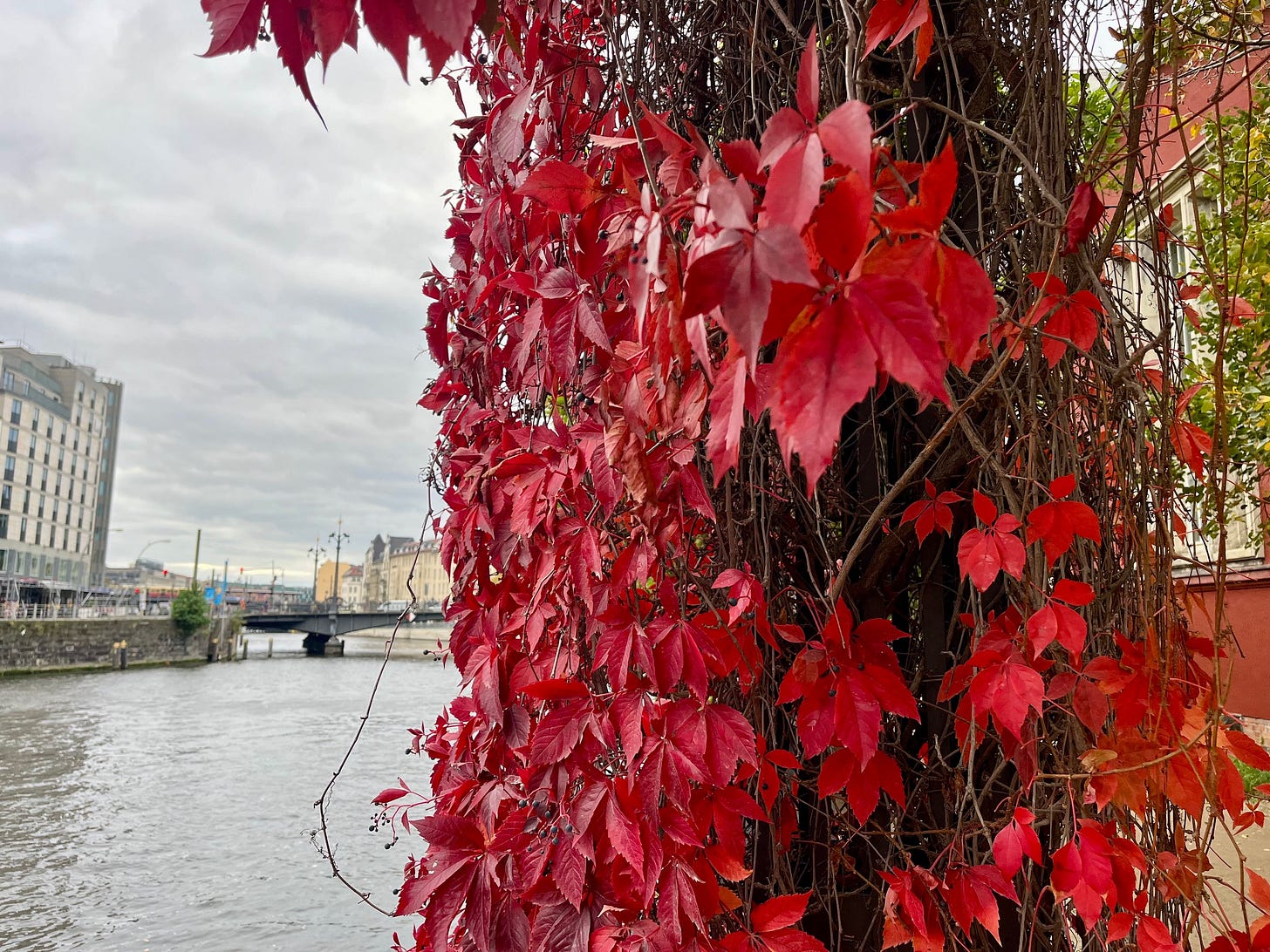 Im Vordergrund rot verfärbte Weinblätter, dahinter ein Kanal und Stadtgebäude