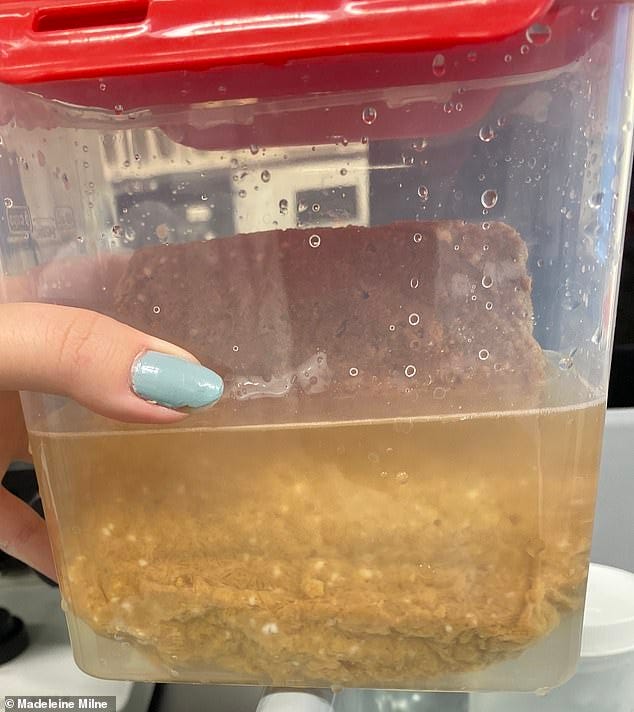 Microplastics contamination could be the result of airborne particles or could be shed during food production and distribution, according to the study. Pictured is a plant-based burger being tested