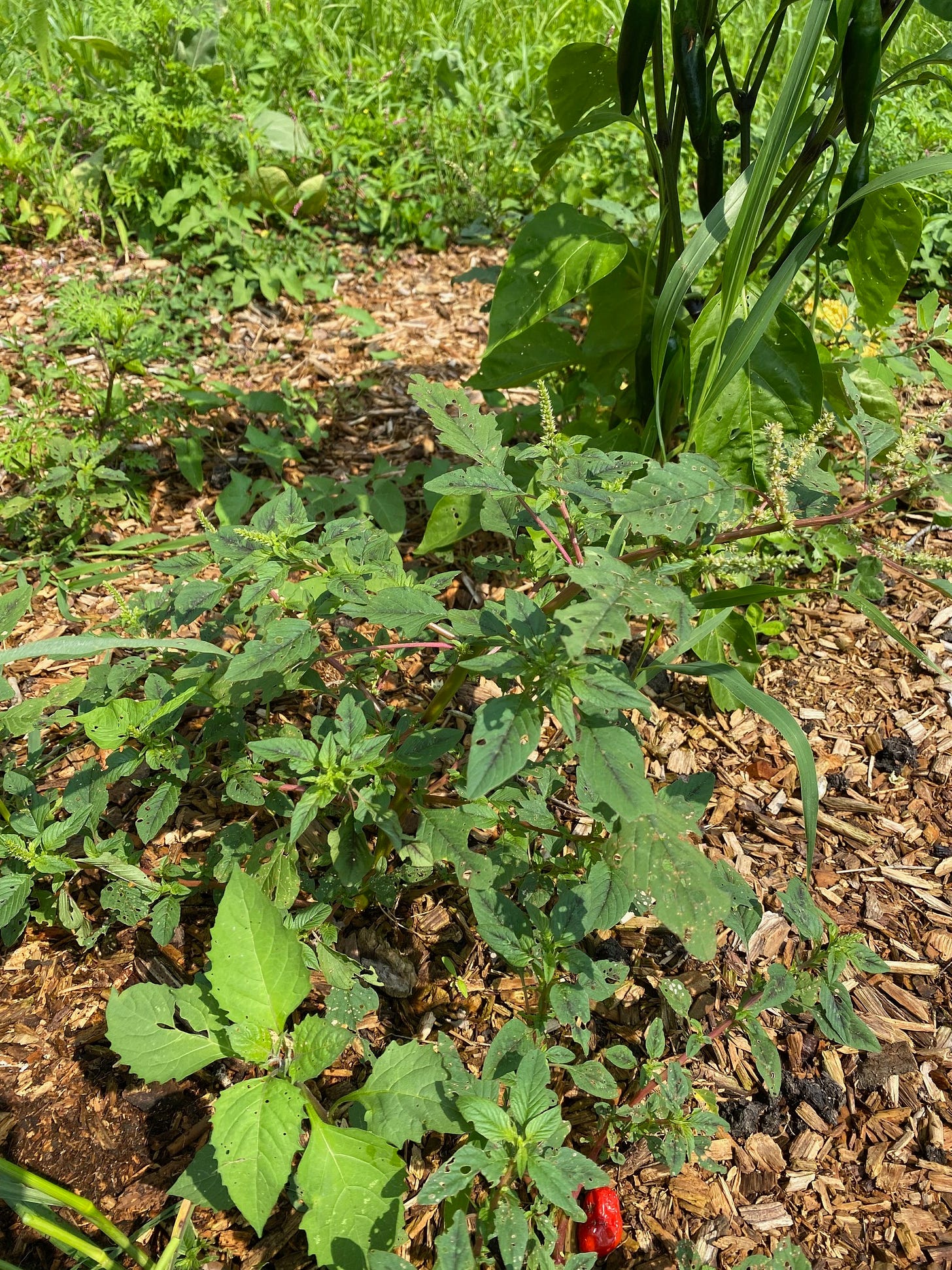 spiny amaranth spiny amaranth