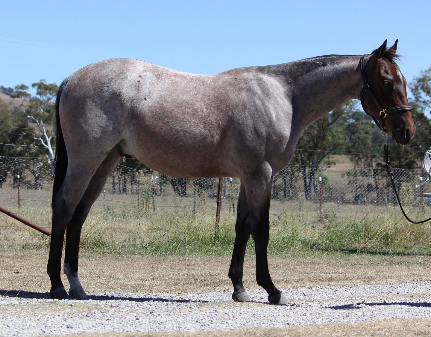 19 Rare spontaneous roan mutations - by Jeanette Gower, image size:1440x1124