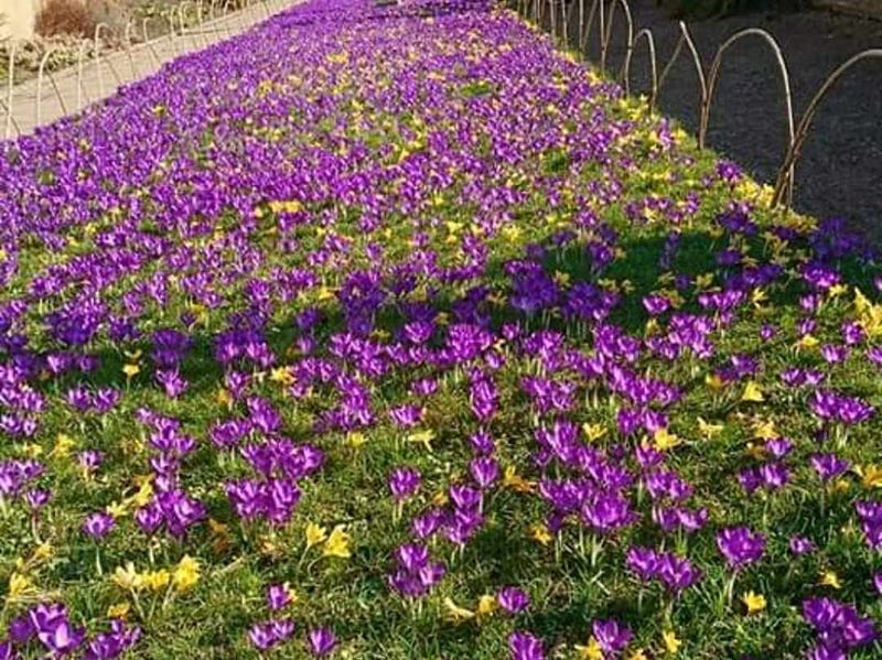 Purple crocuses at Wallington