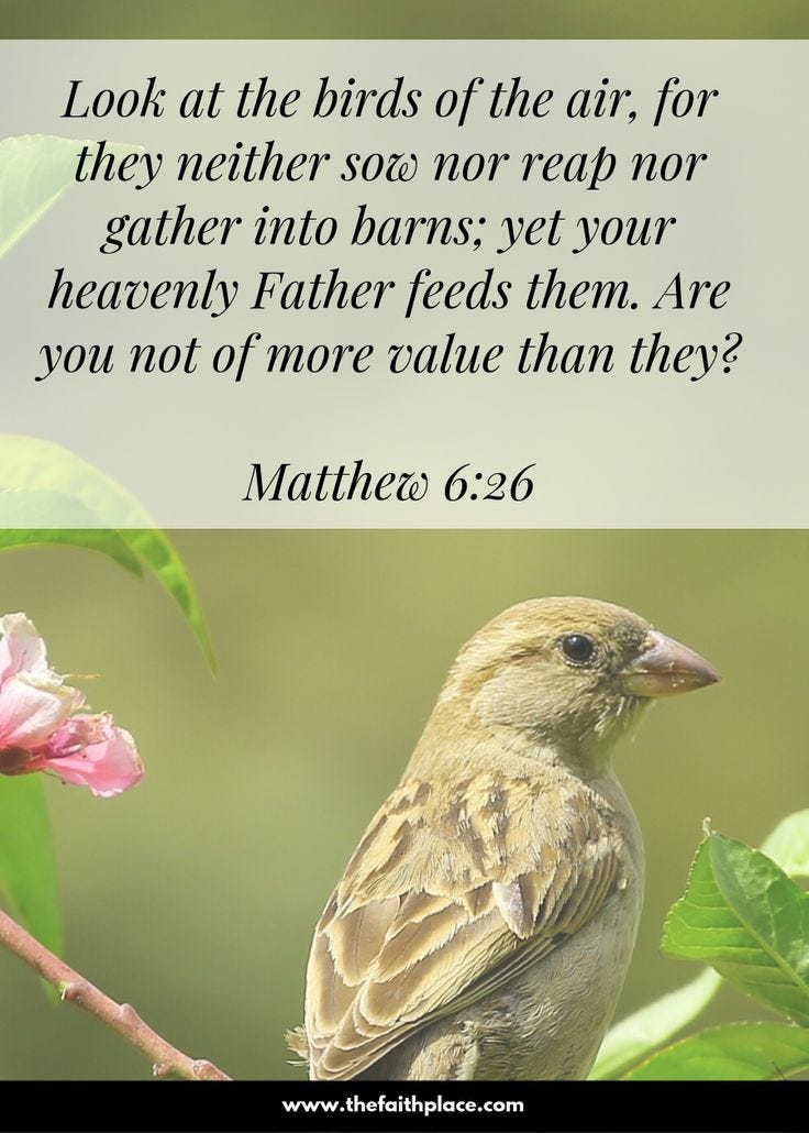 If God takes care of birds, why wouldn't He take care of you, right down to the finest detail? | Scripture verses, Inspirational bible quotes, Bible verses quotes If God takes care of birds, why wouldn't He take care of you, right down to the finest detail? | Scripture verses, Inspirational bible quotes, Bible verses quotes