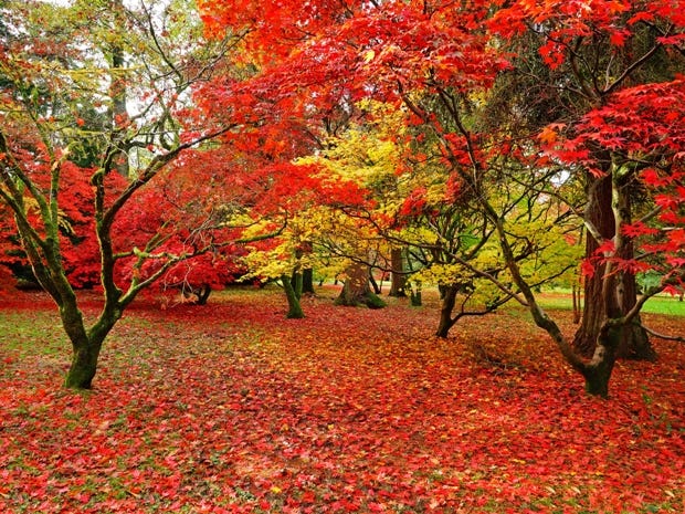 Autumn Autumn