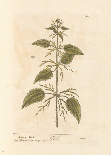 Stinging nettle - Artvee