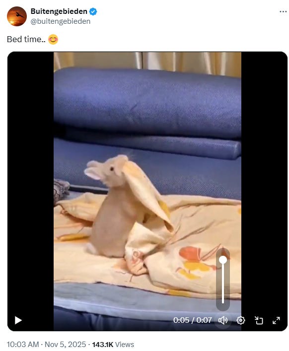 Bedtime for Bunny (11/05/25, video 7 sec)