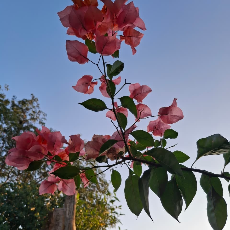 Flor y sombra