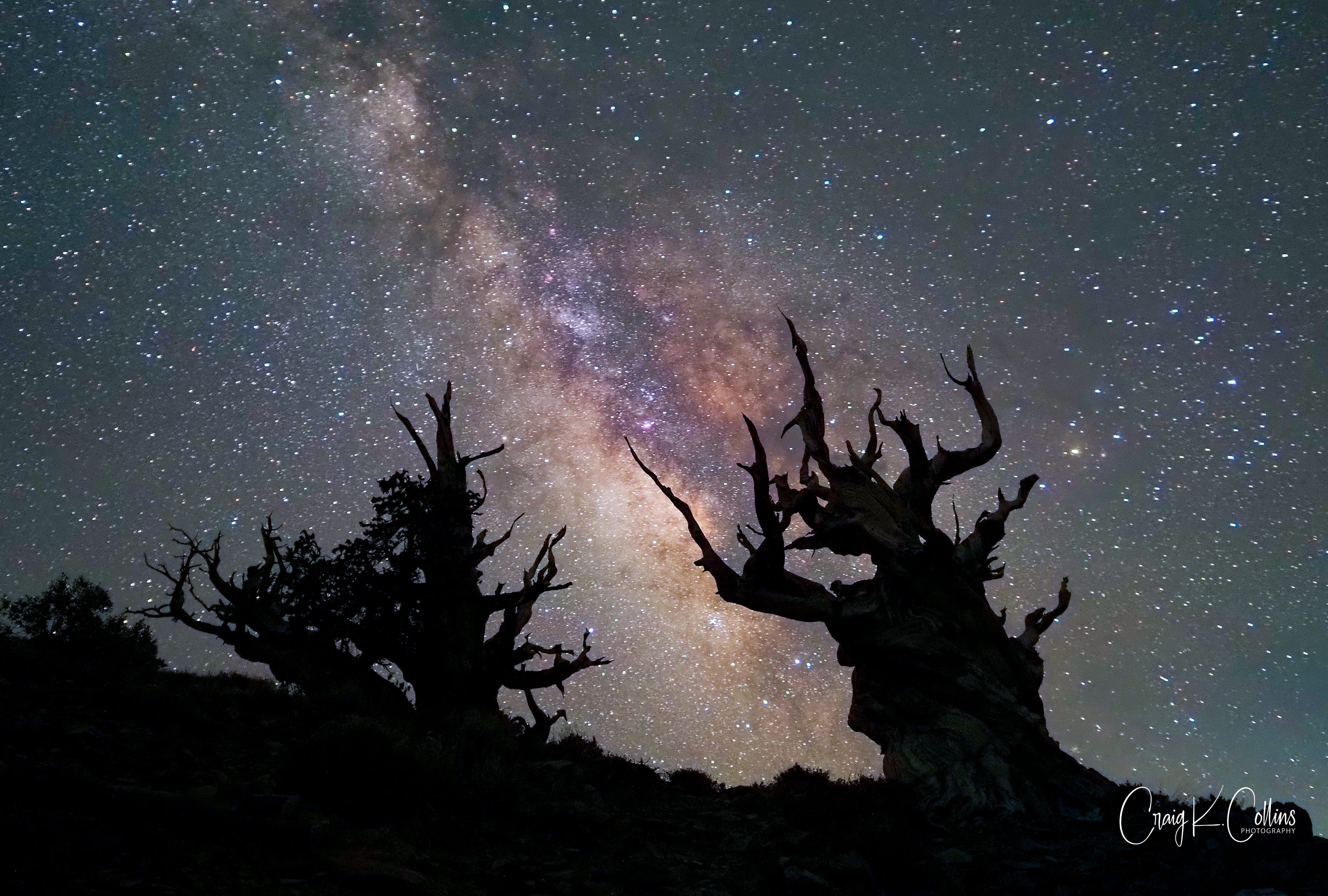 The Sentinels in the Schulman Grove atop the White Mountains of California spindle skyward, appearing to intertwine with the Milky Way. These bristlecone pines were saplings together some 3,500 years ago. The tree on the right died about 500 years ago; the one on the left is still living. (Photo: ©Craig K. Collins)