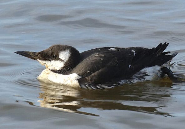 Comment une surfeuse a sauvé un oiseau marin grâce aux réseaux sociaux
