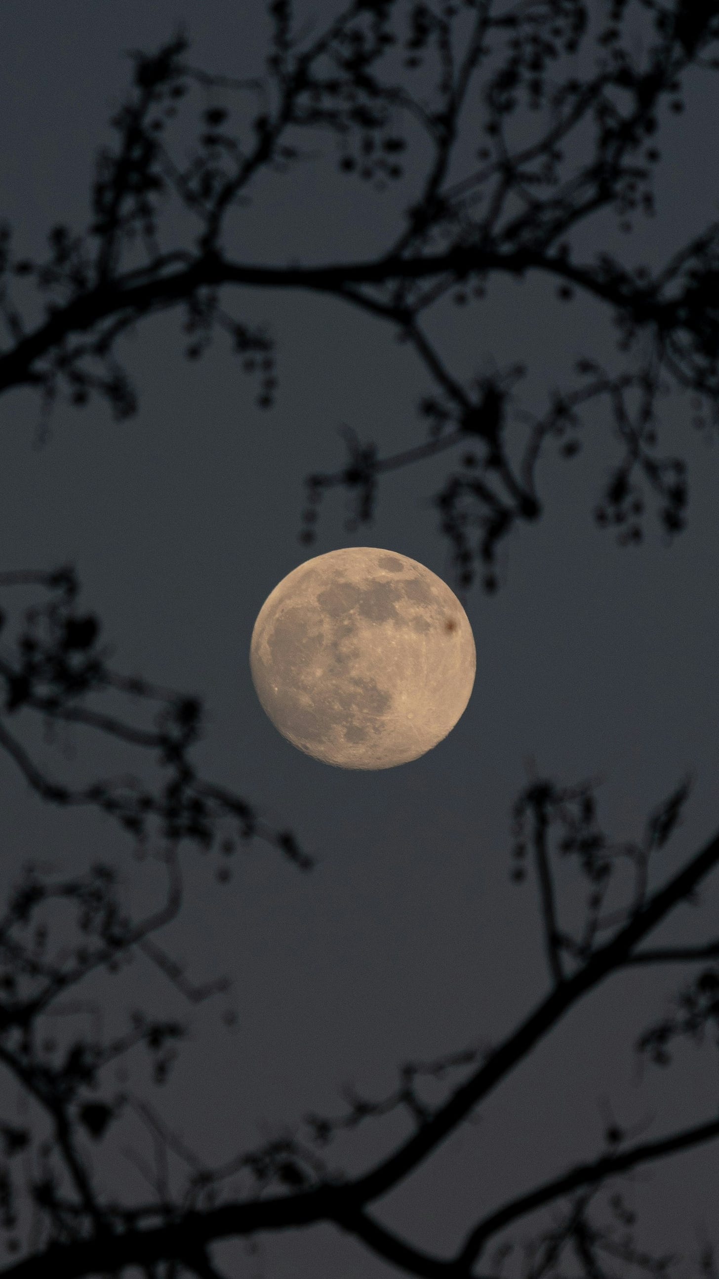 A photo of the full moon in the night sky, framed by blurry tree branches in the foreground