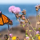 The Grace and Force of a Butterfly
