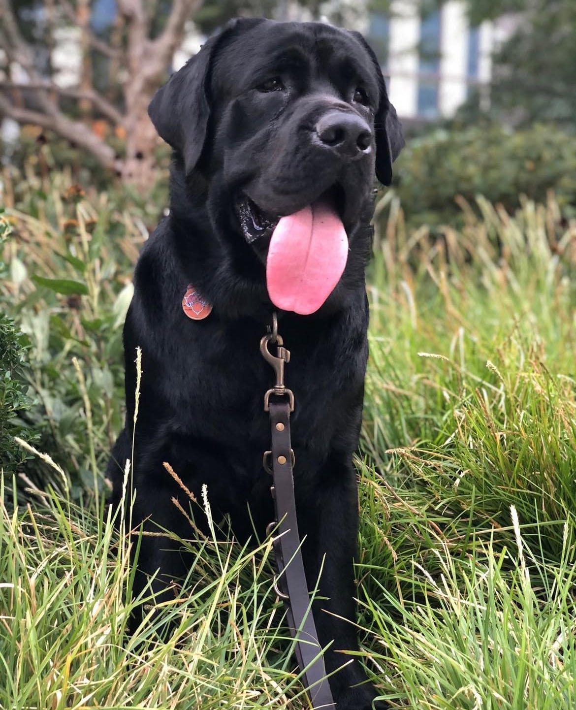 Large black dog with leash sitting in tall grass with tongue out — featured in an Oil-Dri Corporation of America (ODC) deep dive article on pet care and cat litter market trends.