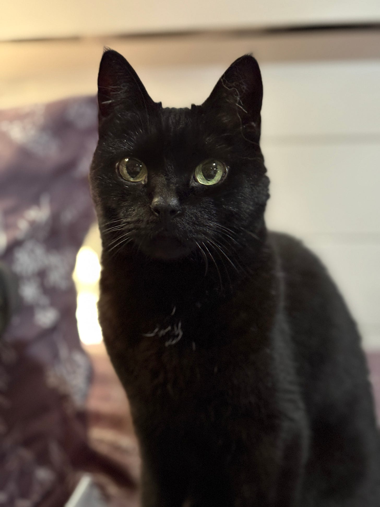 A black cat with green eyes sits upright on a patterned blanket inside a van. The cat looks directly at the camera, with soft lighting highlighting its sleek fur and alert expression.