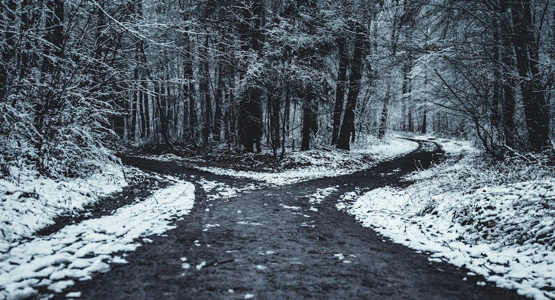 landscape photography of splitted road surrounded with trees landscape photography of splitted road surrounded with trees