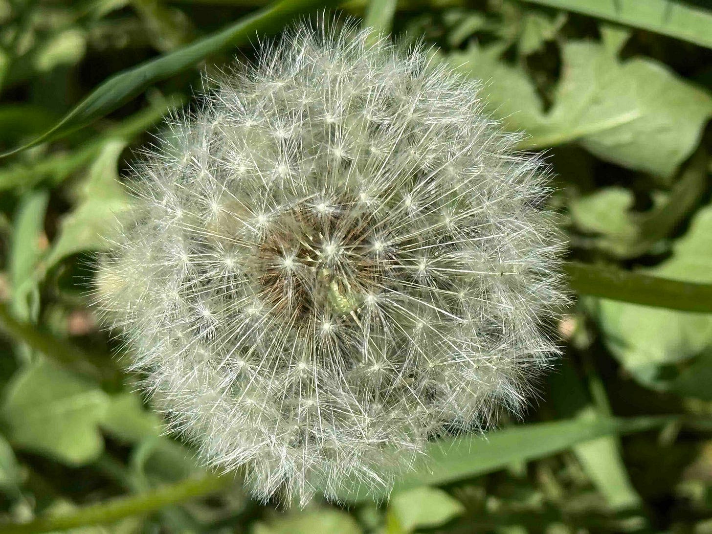 A close-up image of a dandelion seed head. The dandelion is in full seed stage, with numerous white, fluffy seeds radiating from the center. The background consists of green leaves and grass, slightly out of focus, highlighting the intricate details of the dandelion seeds. A close-up image of a dandelion seed head. The dandelion is in full seed stage, with numerous white, fluffy seeds radiating from the center. The background consists of green leaves and grass, slightly out of focus, highlighting the intricate details of the dandelion seeds.