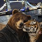 Surgical Bear's avatar