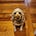 Lou Belle's avatar