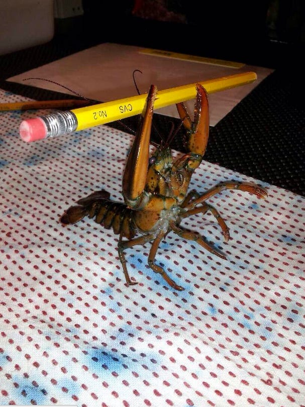 MTV on Twitter: "The Lobster writing the treatment for @DUALIPA's #WereGood  music video, featuring his love story: https://t.co/AFIPyHIwIY" / Twitter