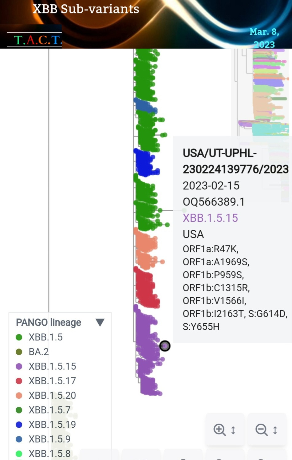 XBB.1.5 COVID variants