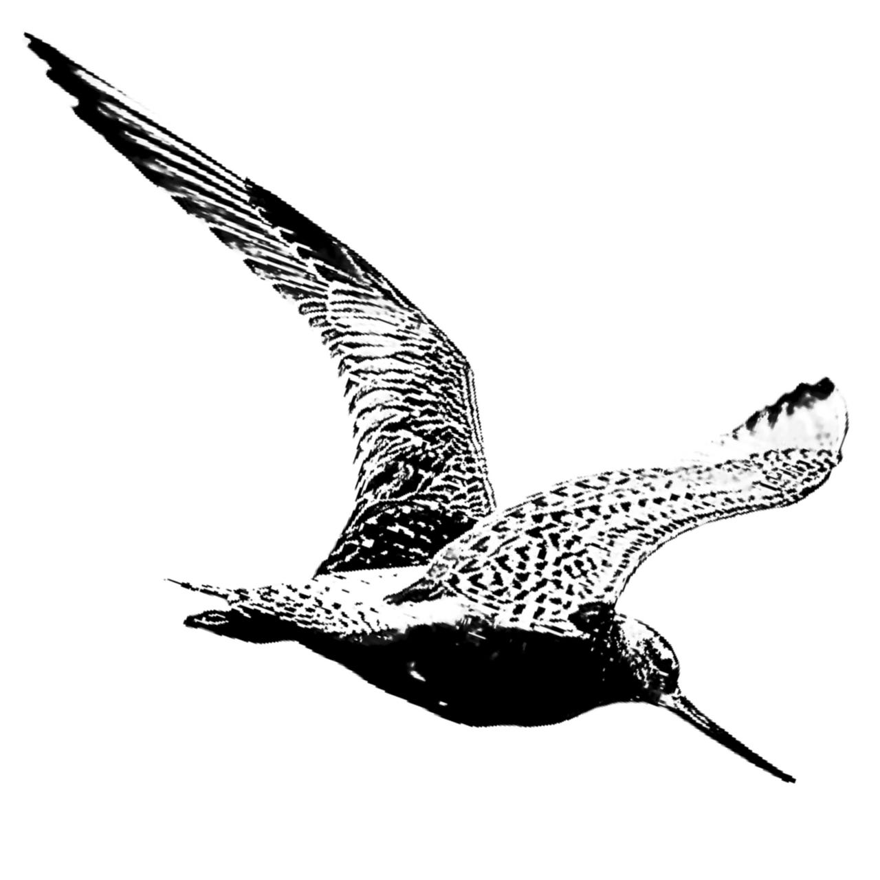 The Restless Naturalist