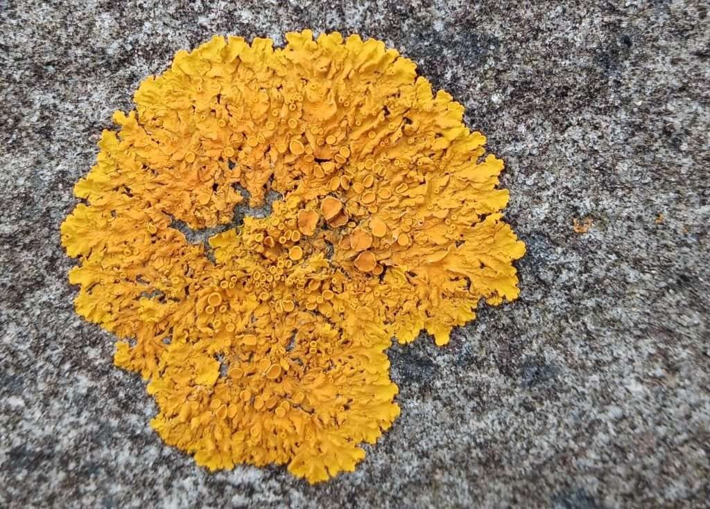 Wonderful Wall Wildlife Part 1: Plants and Lichens -