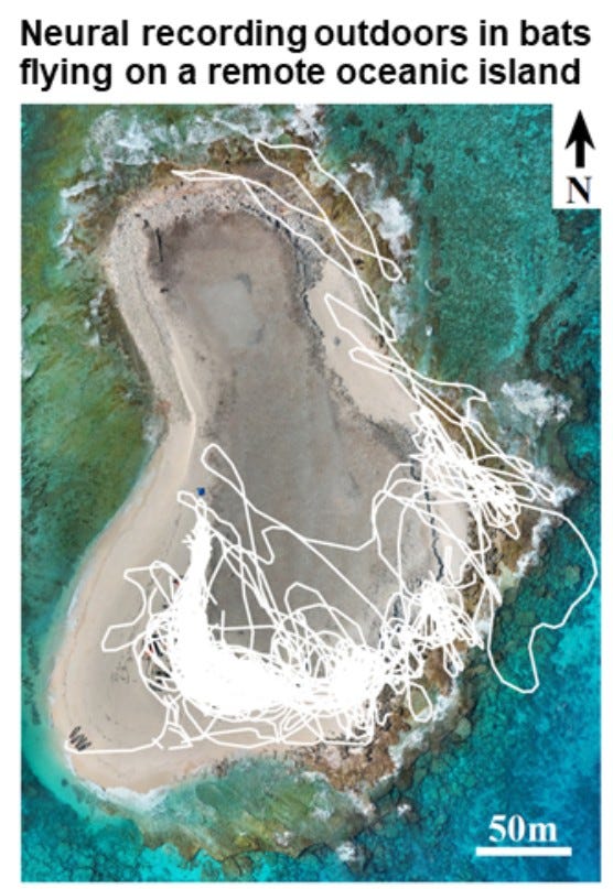Trace graph of bat flight paths overlaid on top of a map of an insland