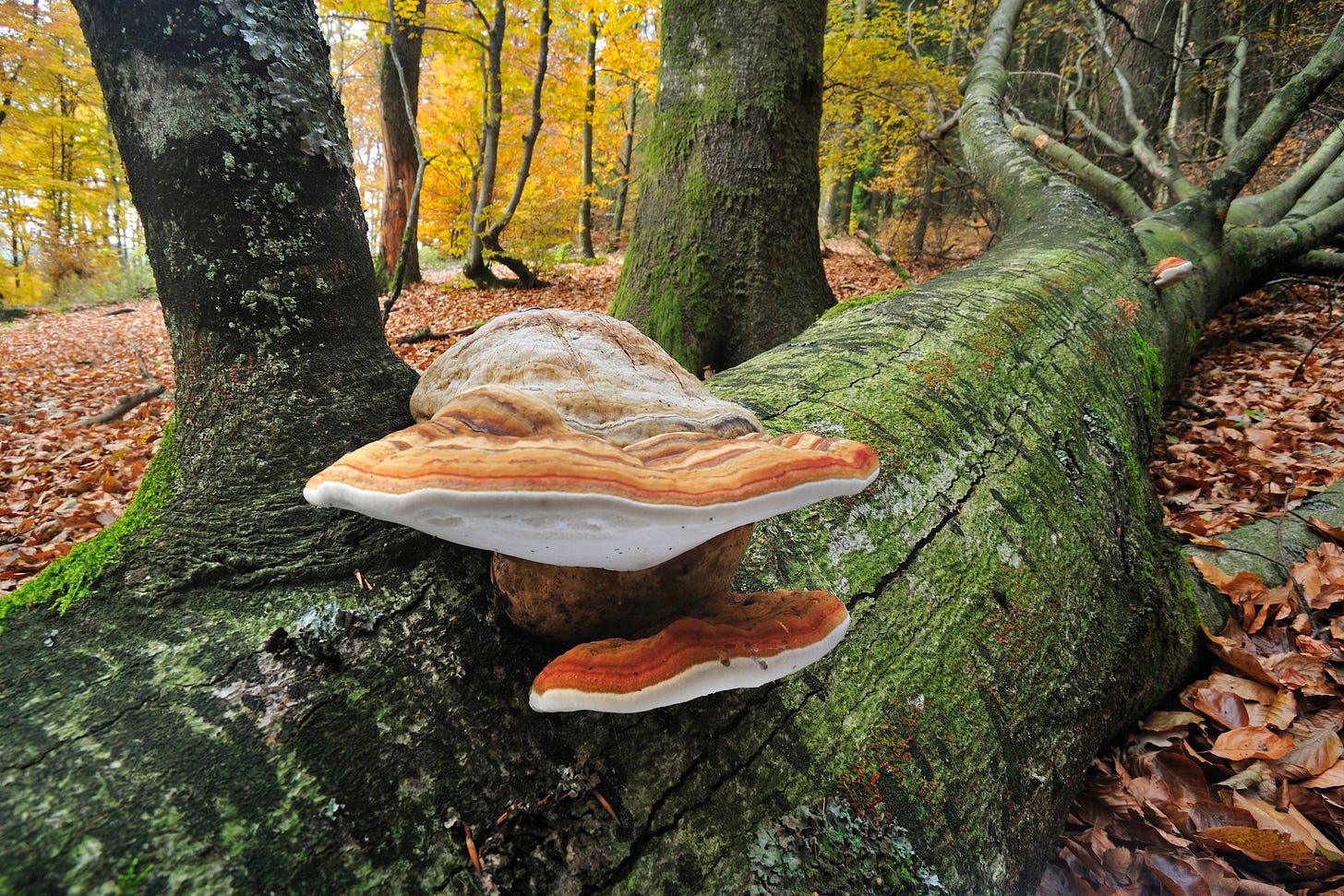 A large mushroom protrudes from a mossy fallen tree trunk on a forest floor covered with autumn leaves