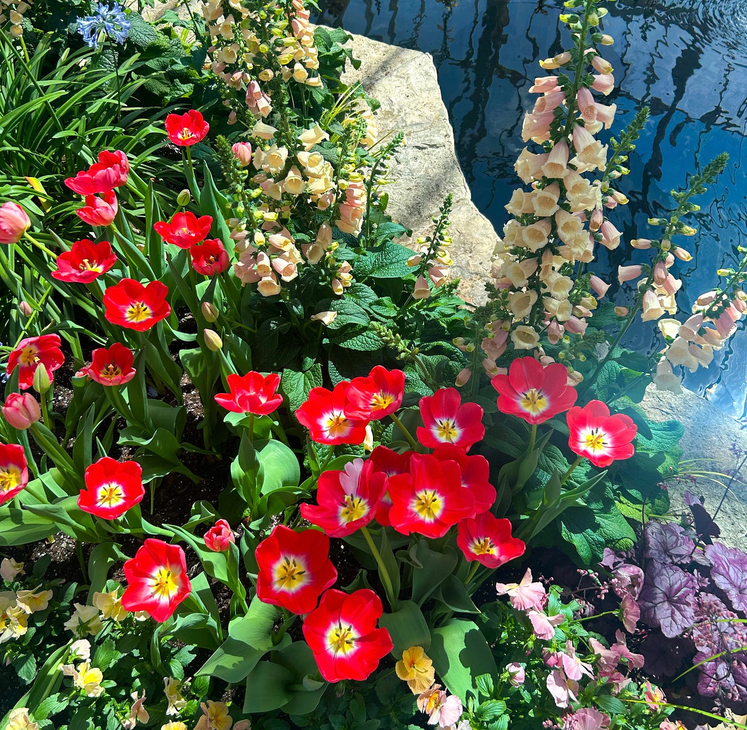 Picture shows snapdragons and red primrose next to a pool in a conservatory Picture shows snapdragons and red primrose next to a pool in a conservatory