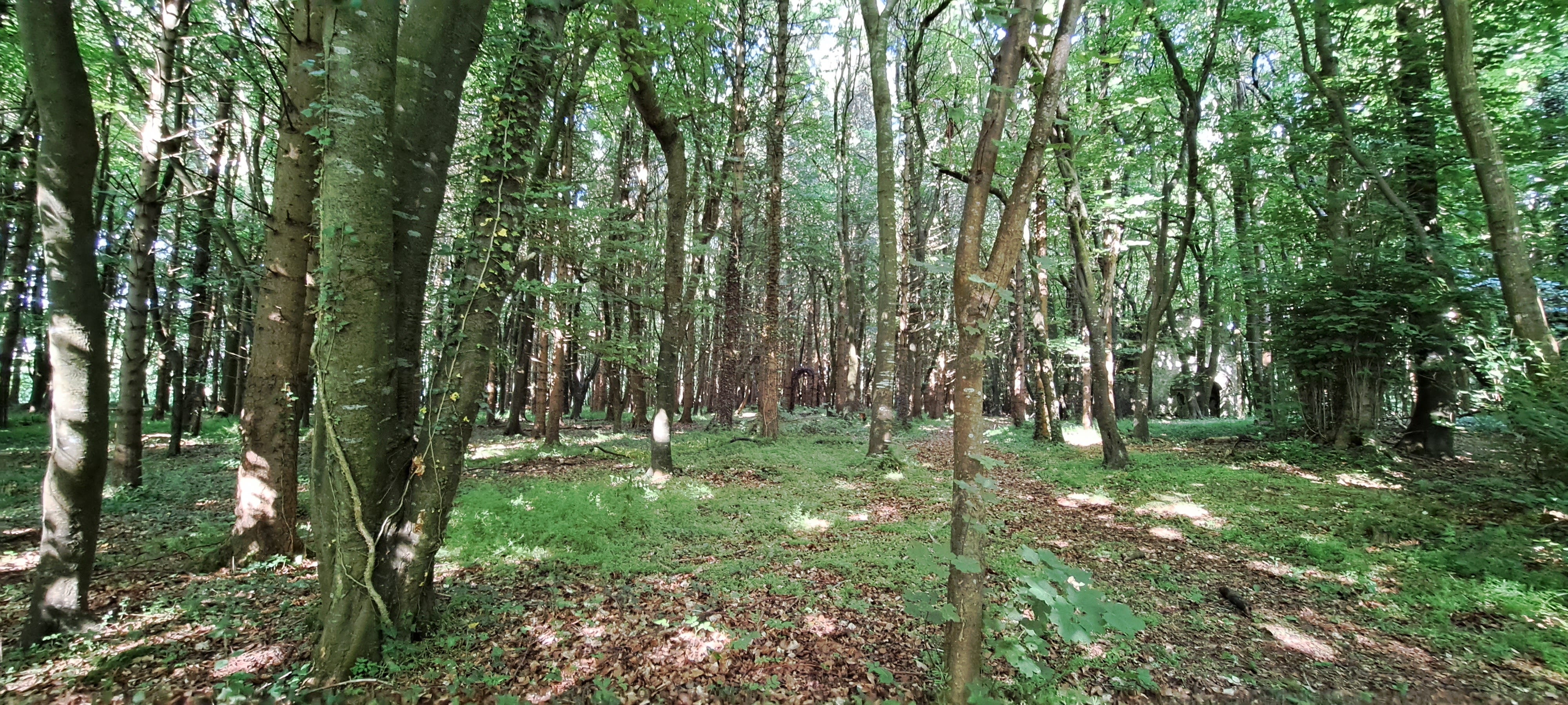 A view inside the forst, tall slim treetrunks everywhere, sunlight dappling the forest floor, which is covered with last season's fallen leaves and some low greenery. A faint path leads between the trees to the right.