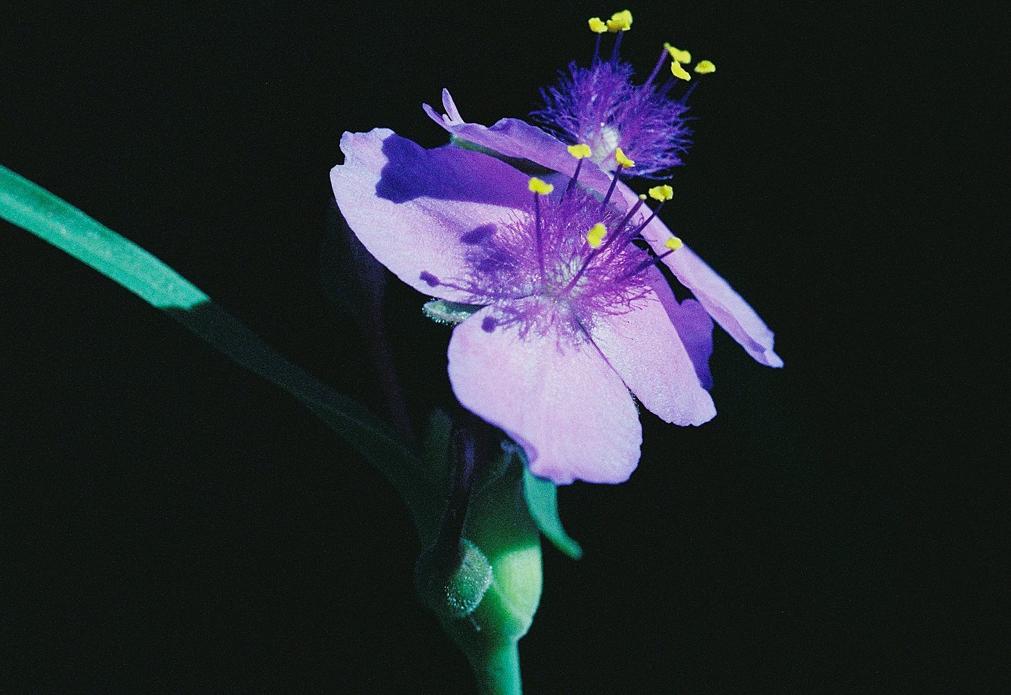 Purple and yellow spiderwort blossom Purple and yellow spiderwort blossom