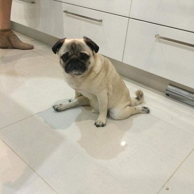 A very flexible pug doing the splits. - RealFunny
