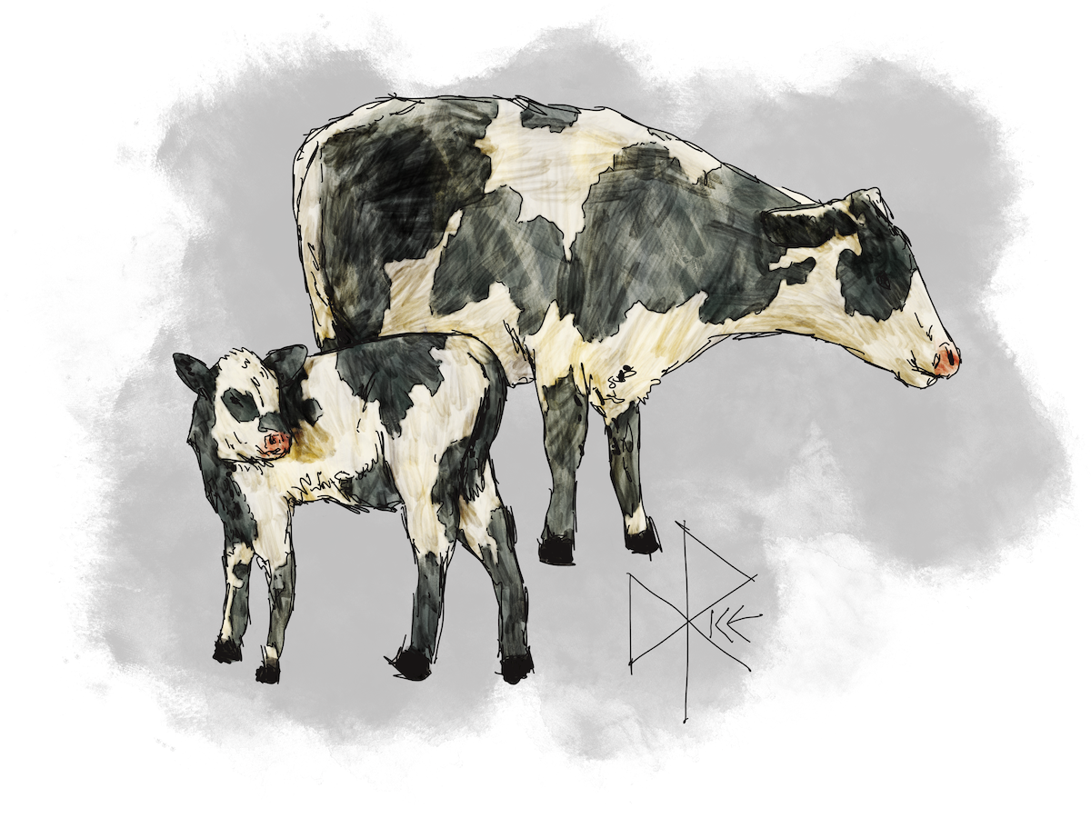 Holstein cow and calf stand in a field. Sketch art by Don Rice. Holstein cow and calf stand in a field. Sketch art by Don Rice.