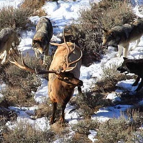 Quibble, 47. Elk