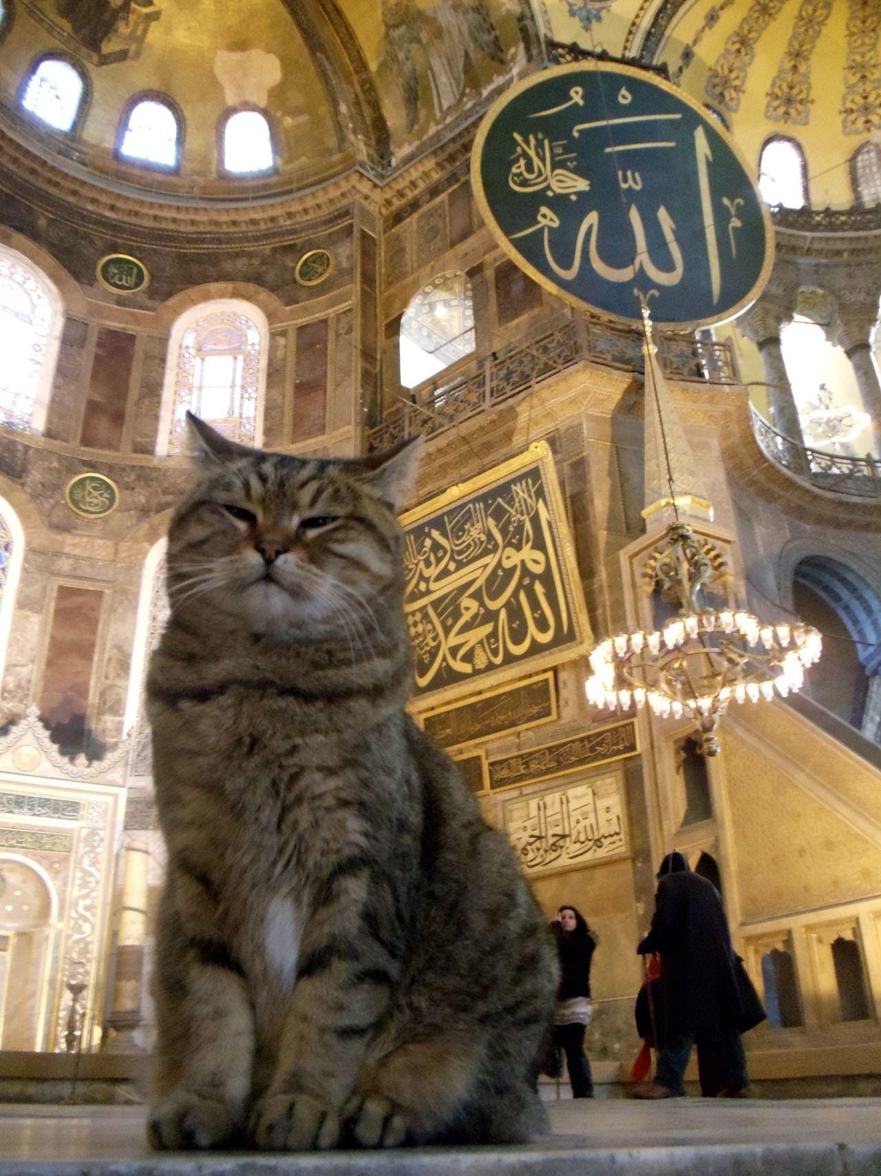Gli the cat at Hagia Sophia former Greek Orthodox Christian patriarchal  cathedral, : r/Christianity