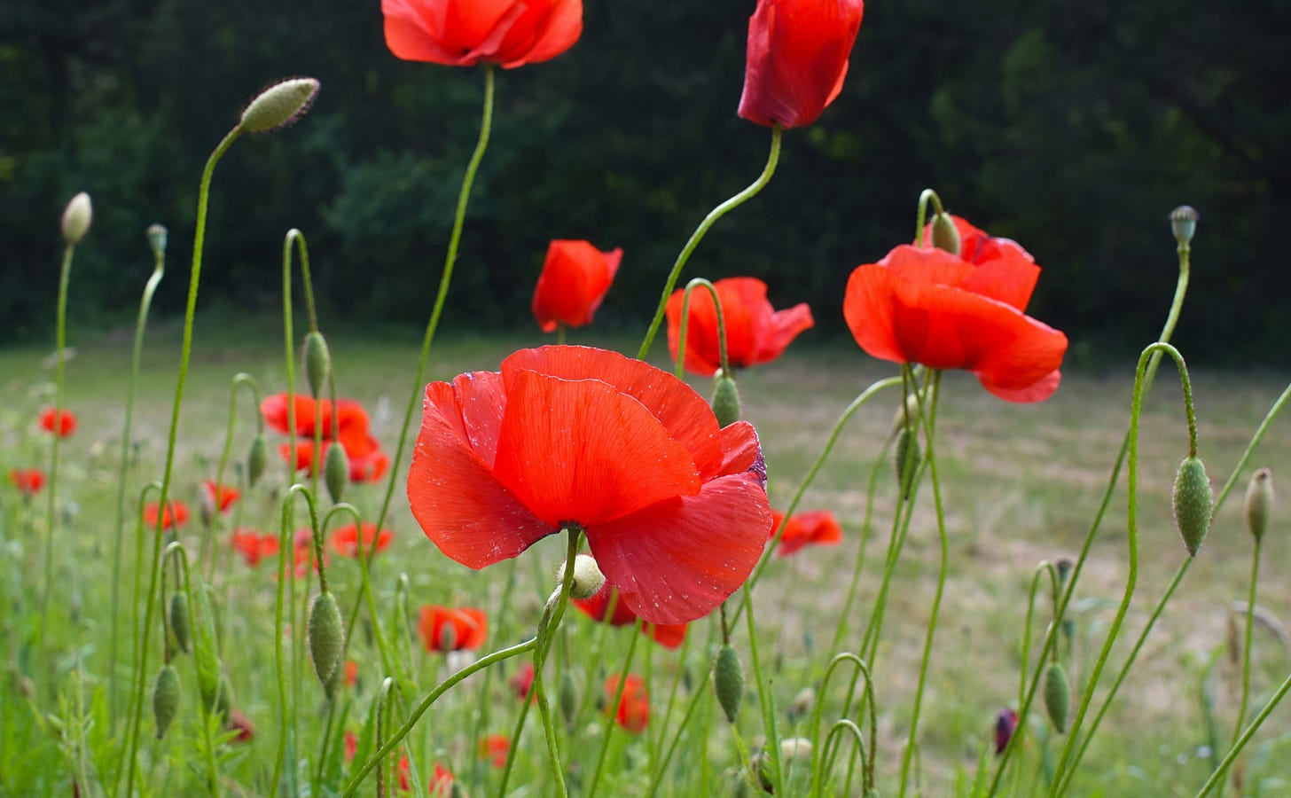 A field of bright red poppy flowers A field of bright red poppy flowers