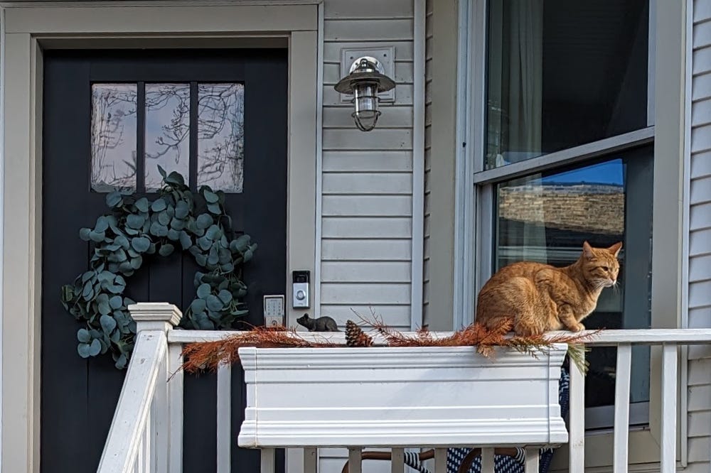 An orange cat/plant (Ficus felis) grows out of a stoop planter An orange cat/plant (Ficus felis) grows out of a stoop planter