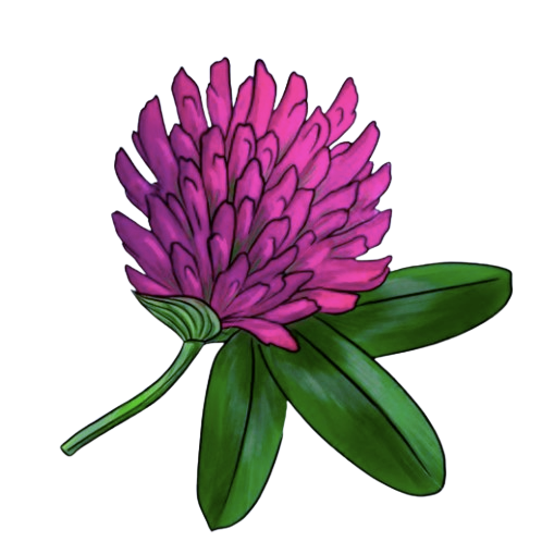 Red Clover