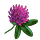 Red Clover