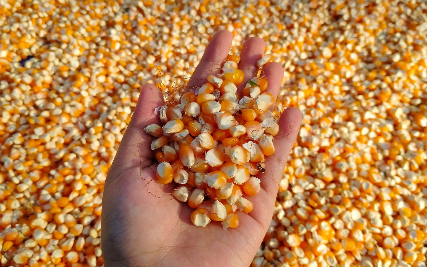 Em benefício da segurança alimentar, a China desenvolve milho rico em proteínas