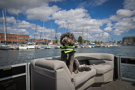 Three Boston Harbor scenes: downtown skyline, classic sailing yacht under clouds, and a dog on deck in a life vest