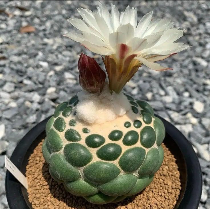 This may contain: a white flower sitting on top of a potted plant in the middle of gravel