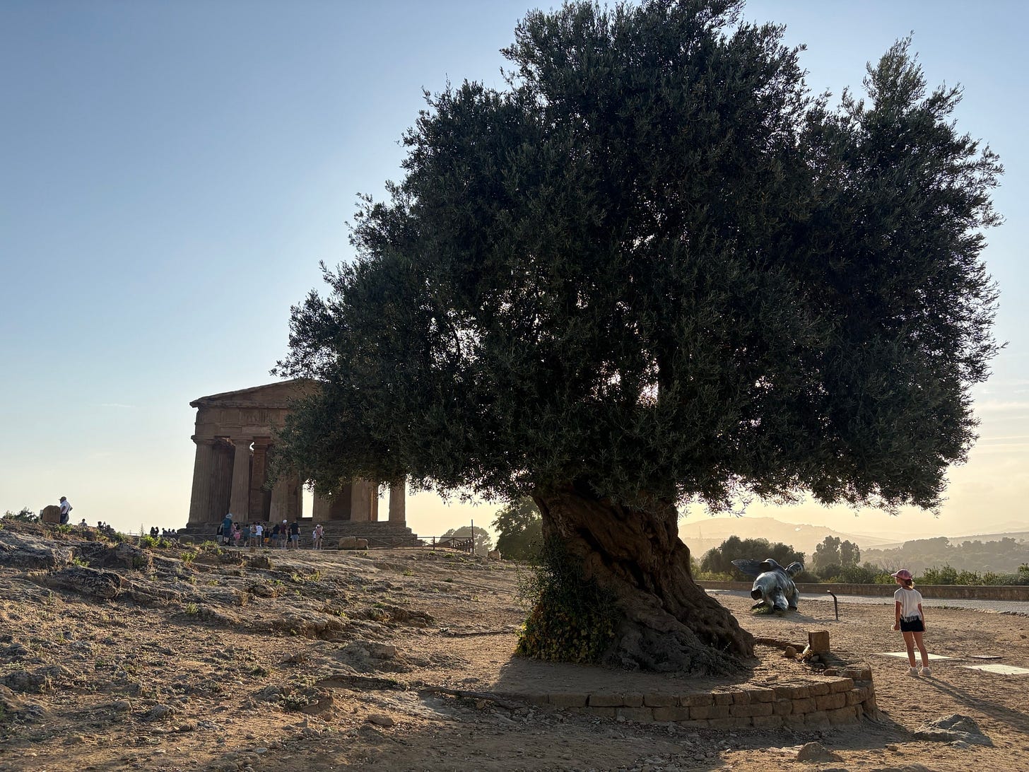 A thousand-year-old olive tree in front of the Temple of Concordia