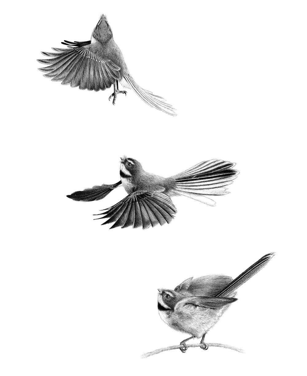 Fantail art Fantail flying piwakawaka artwork Take flight by Hannah Shand art native NZ Bird Art.jpg