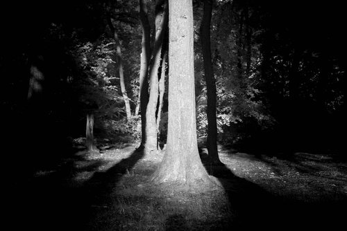 IR Trees A Day -7.jpg