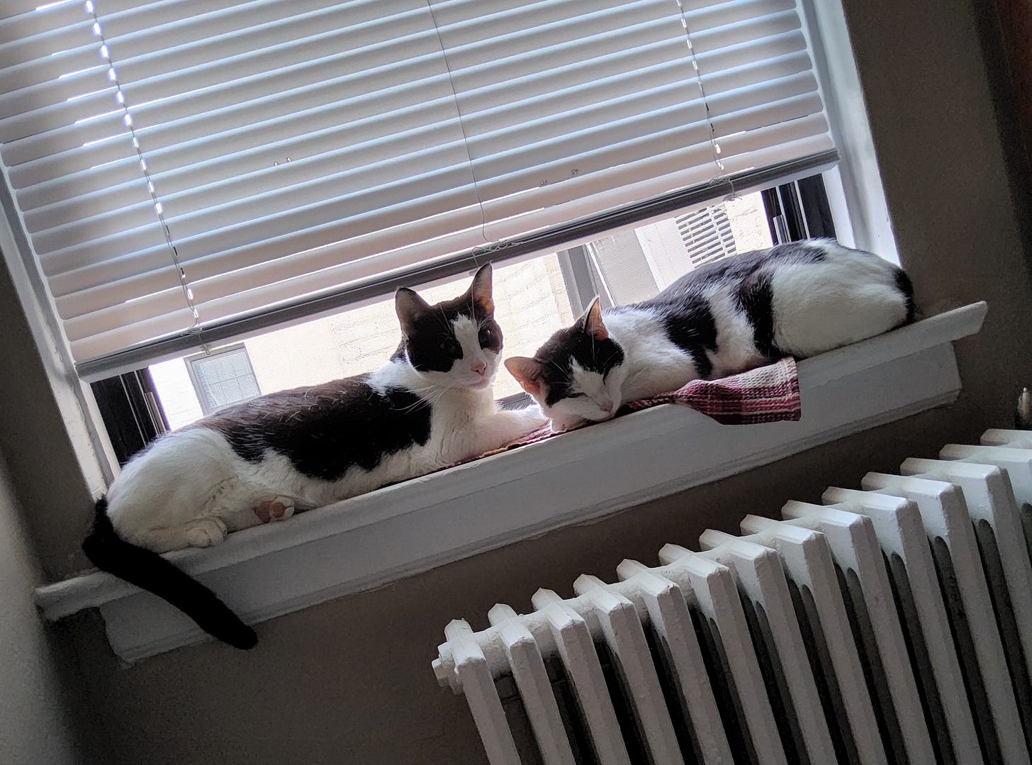Two black and white cats recline on a window sill. One is sleeping, and the other is looking forward with ears perked. Two black and white cats recline on a window sill. One is sleeping, and the other is looking forward with ears perked.