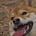 El Dingo Digital's avatar