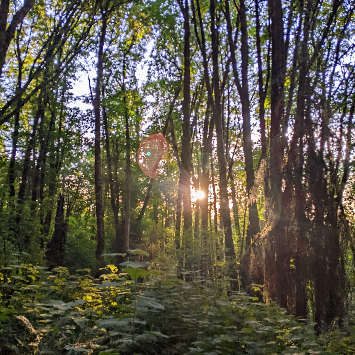 sun shining through a thick forest