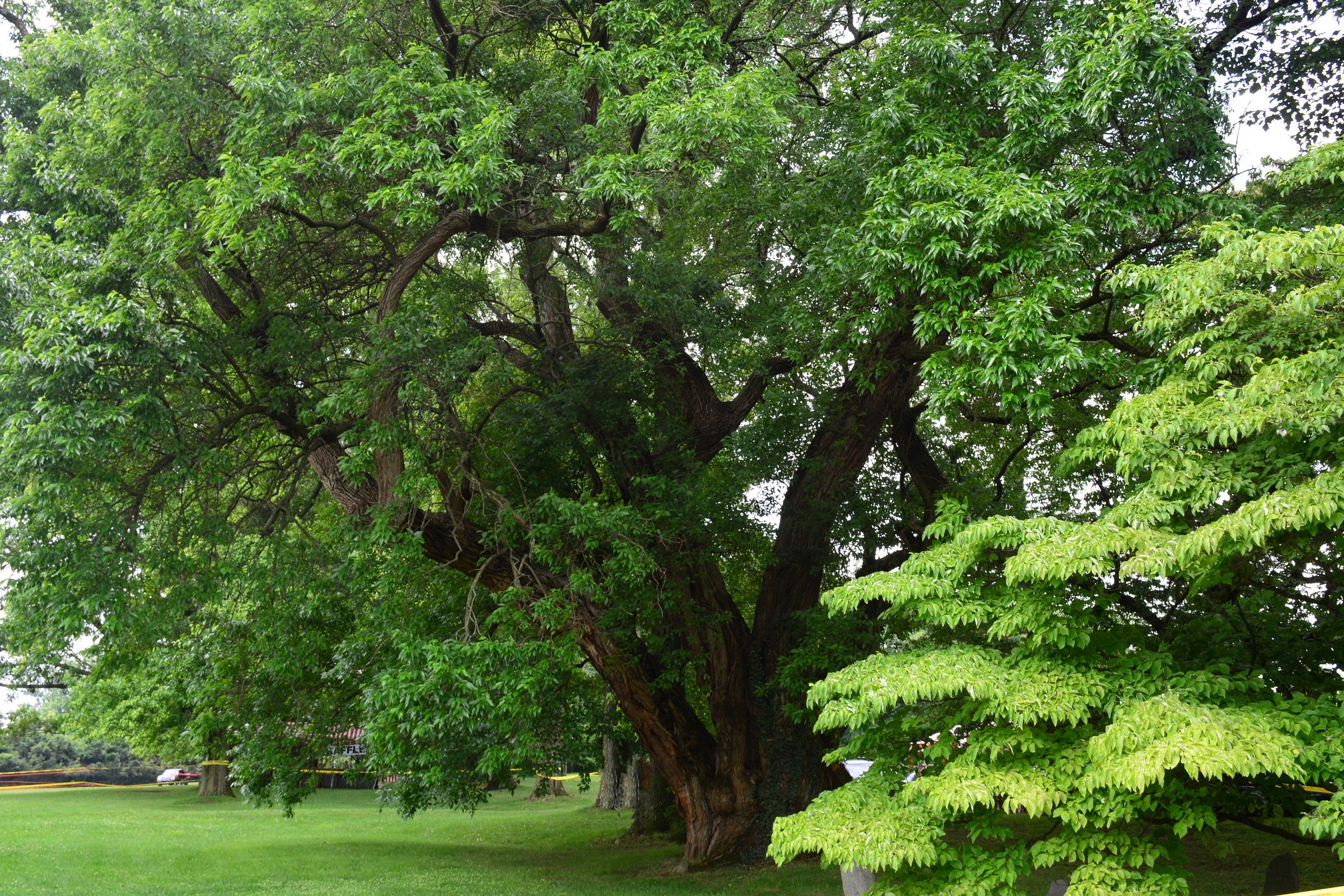 A large, lush green tree with a thick trunk and expansive branches, surrounded by vibrant foliage in a grassy area.