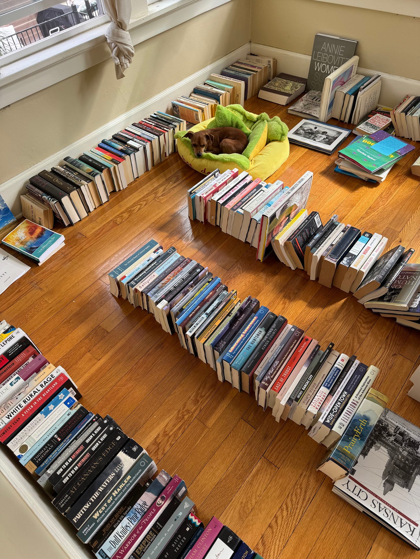 Books arranged in rows in empty room, with a small dog resting in a bed. Books arranged in rows in empty room, with a small dog resting in a bed.